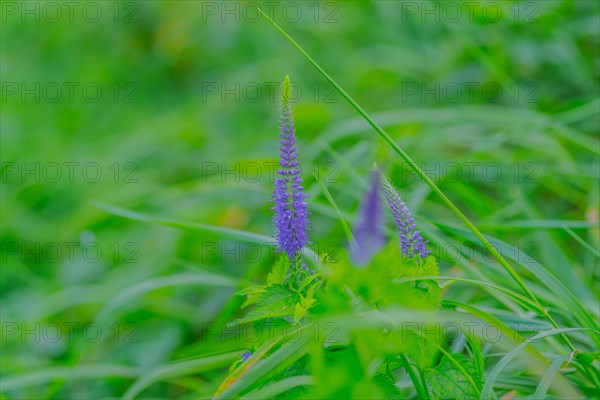 Garden speedwell