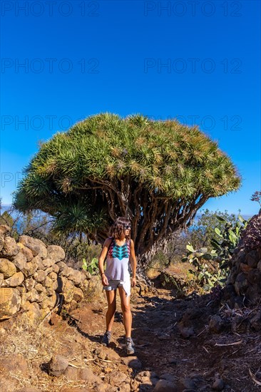 A young woman in a giant dragon tree on the Las Tricias trail. Garafia town in the north of the island of La Palma