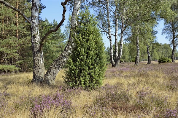 Heathland