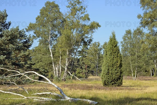 Heathland