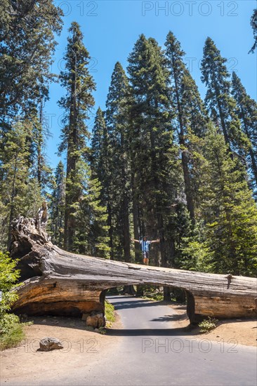 A man in Sequoia National Park