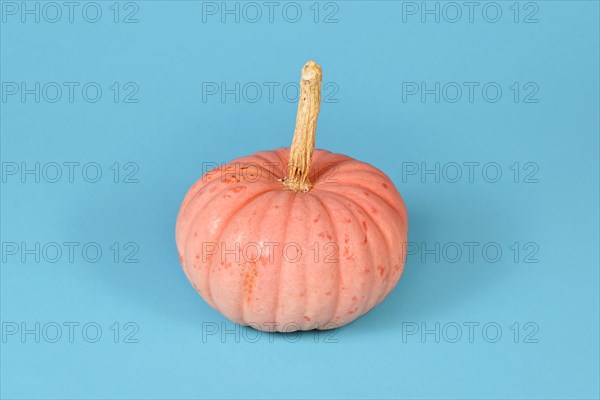 Pastel pink colored 'Miss Sophie Pink' Halloween pumpkin on blue background