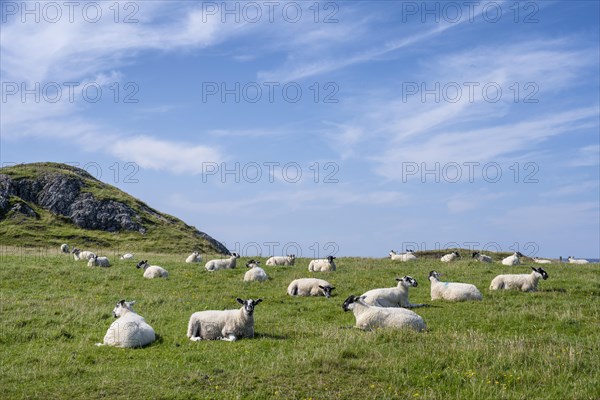 Sheep grazing in a pasture