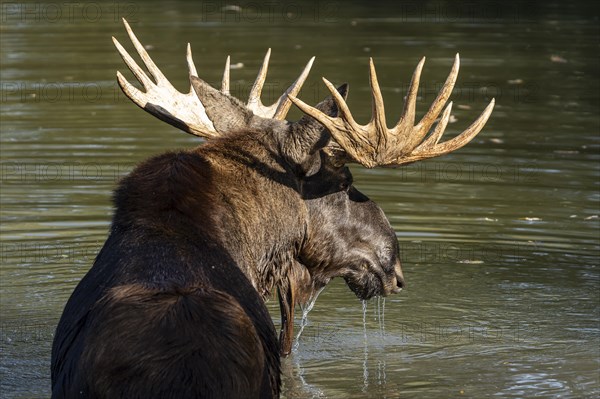 European elk