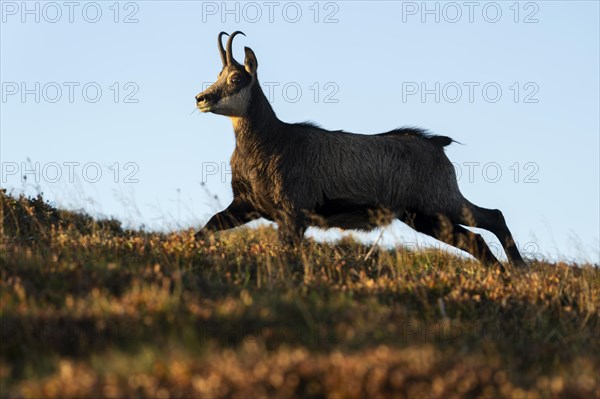 Chamois