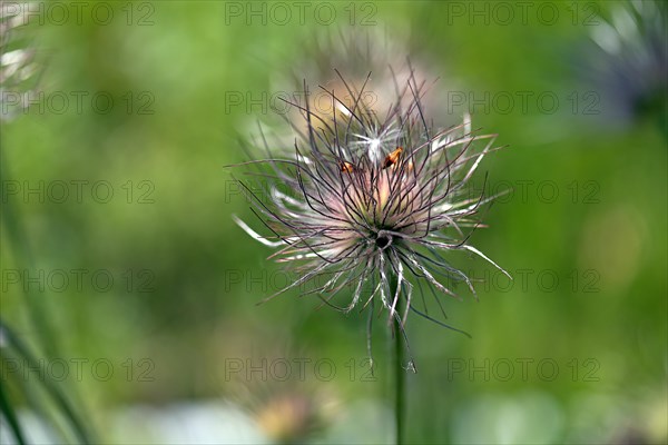 Flowering pasque flower