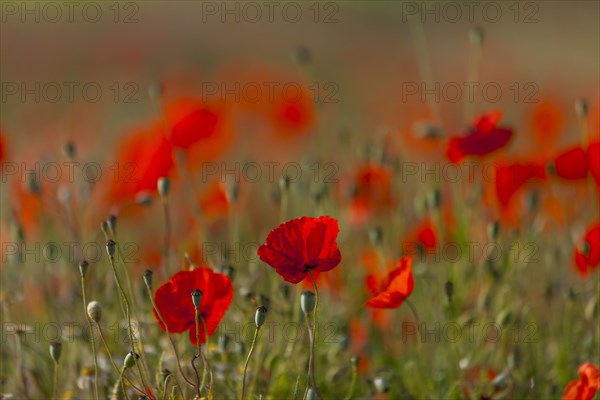 Poppy flowers