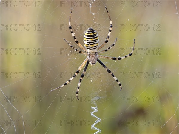 Wasp spider