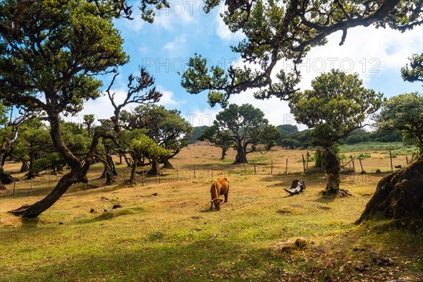 Fanal forest Madeira