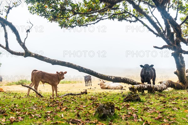 Fanal forest with fog in Madeira