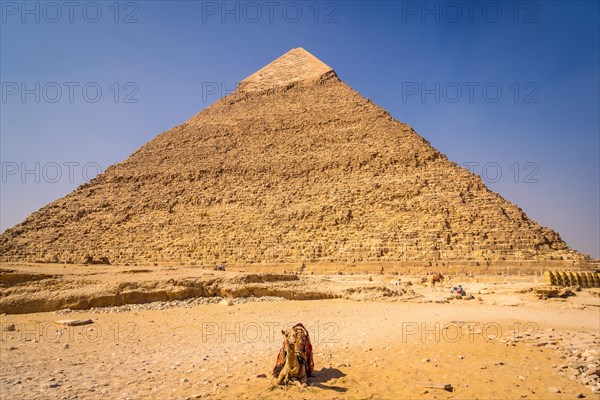 A camel sitting on the pyramid of Khafre. The pyramids of Giza the oldest funerary monument in the world. In the city of Cairo