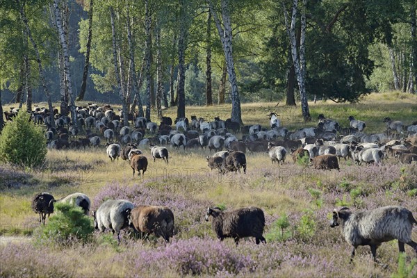 Heidschnucken and Boer goats