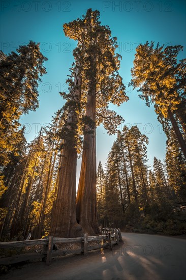 Sunset on a road in Sequoia National Park