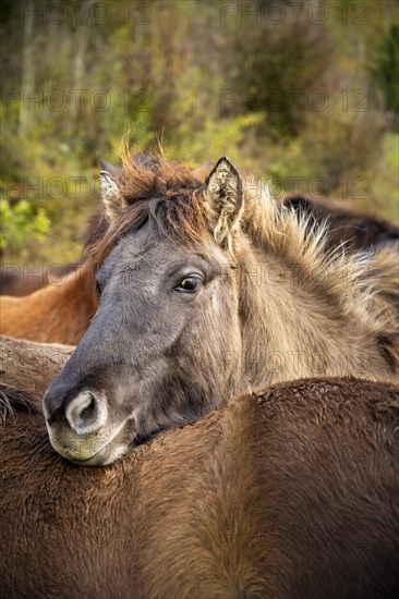 Portrait of an Icelandic horse laying its head on the back of another horse. dun. The horses are in a pasture