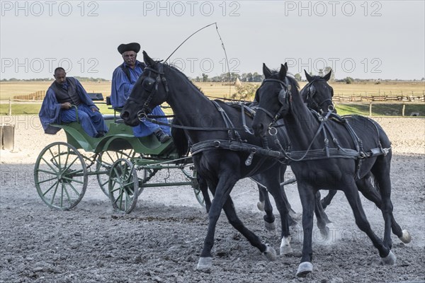 Horses