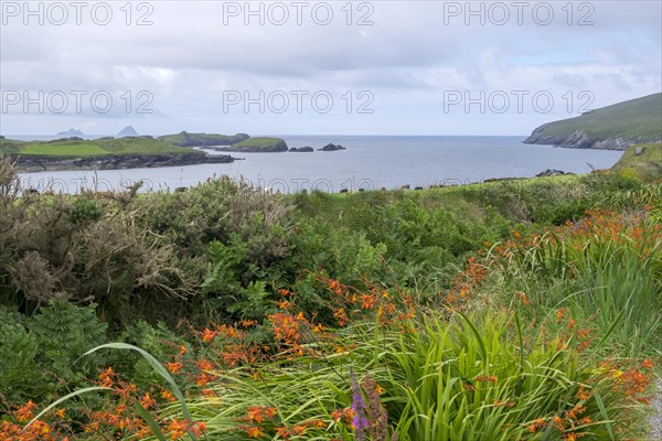 Landscape at Skellig Ring