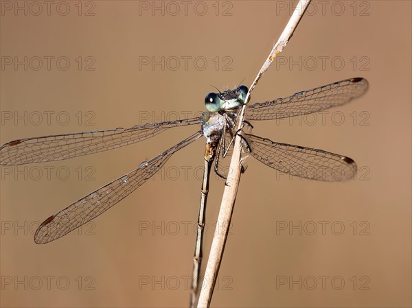 Emerald damselfly