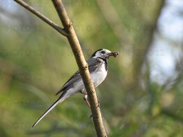 A white wagtail