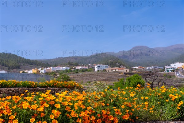 Orange flowers in the village of Vilaflor in the Teide Natural Park of Tenerife