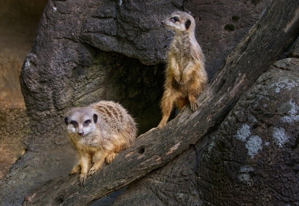 Two meerkats