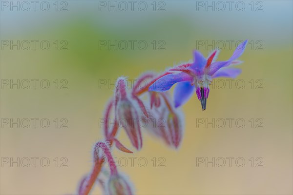 Borage