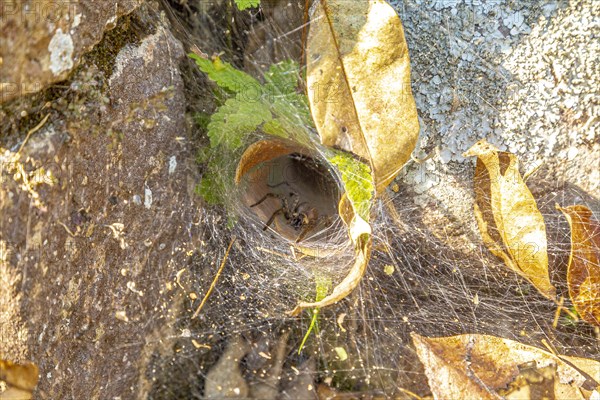Amazing spider web of a large black spider in Copan Ruinas. Honduras