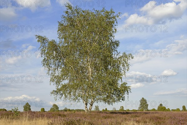 Heathland landscape