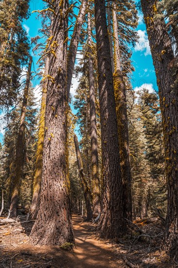 Beautiful trail from Taft point to Sentinel Dome