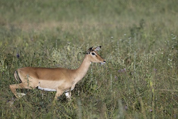 Black heeled antelope