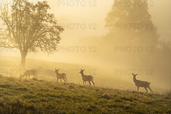 Four hinds in autumn in fog. They are standing in a meadow