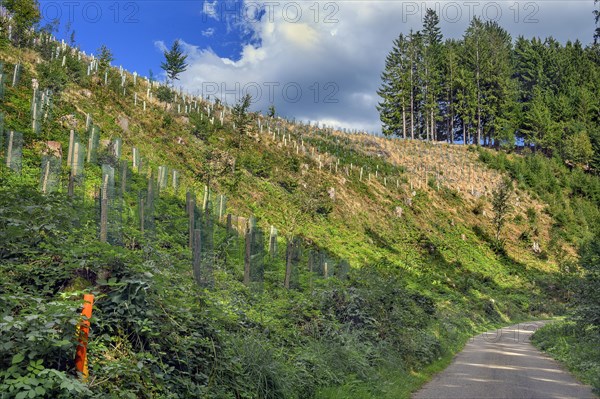 Reforestation of a clear-cut