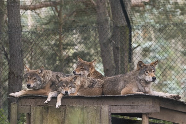 European gray wolves