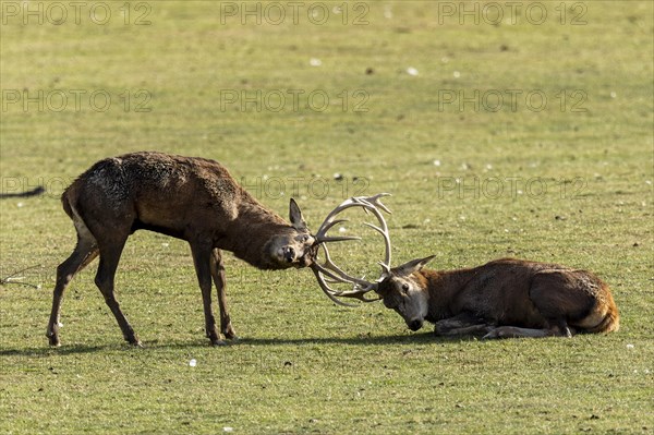 Red deer