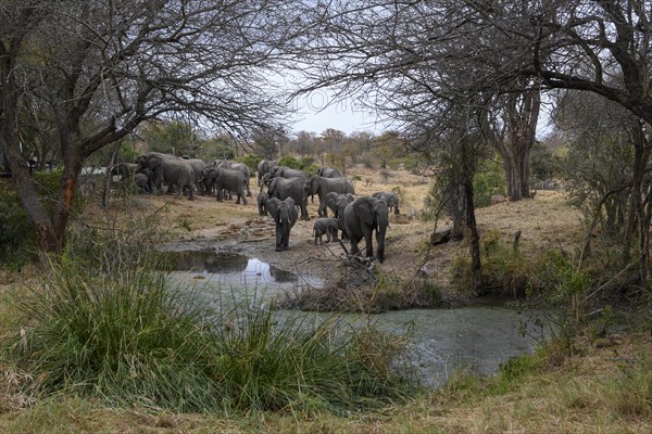 African elephants