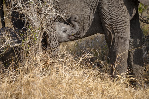 African elephant