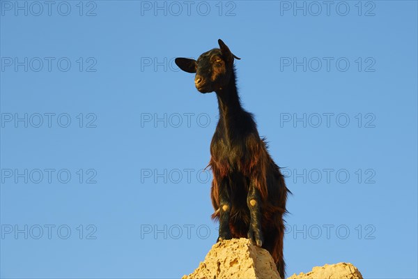 Black goat on boulder