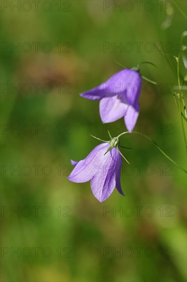 Spreading bellflower