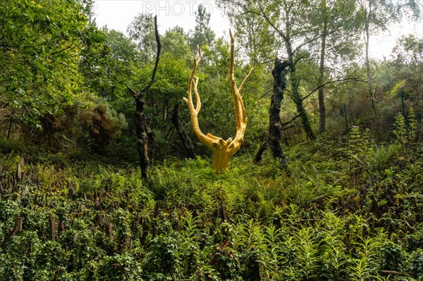 Arbre Dor in the Broceliande forest