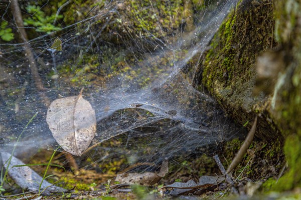 Cobweb precious in the temples of Copan Ruinas. Honduras