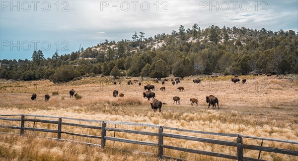 Buffalo farm on the way to Zion National Park
