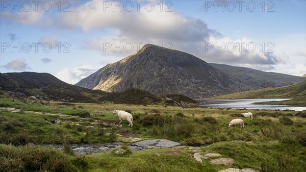 Typical landscape in late summer with sheep