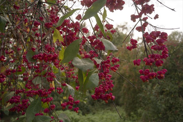 European spindle tree