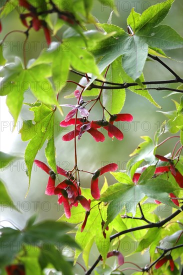 Fan maple in autumn