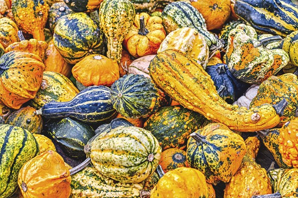 Colourful ornamental pumpkins in autumn