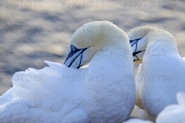 Pair of northern gannet