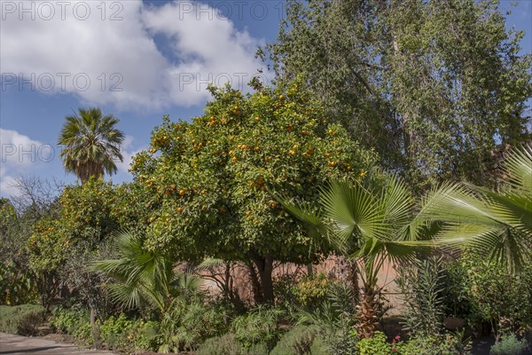 Orange trees and palms