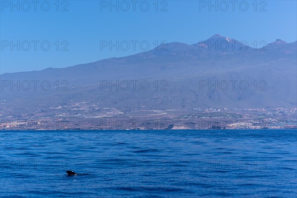 Tropical Calderon Whale off the Costa de Adeje in the south of Tenerife with Mount Teide in the background