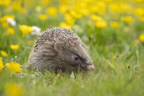 European hedgehog