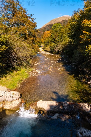 Irati forest or jungle in autumn