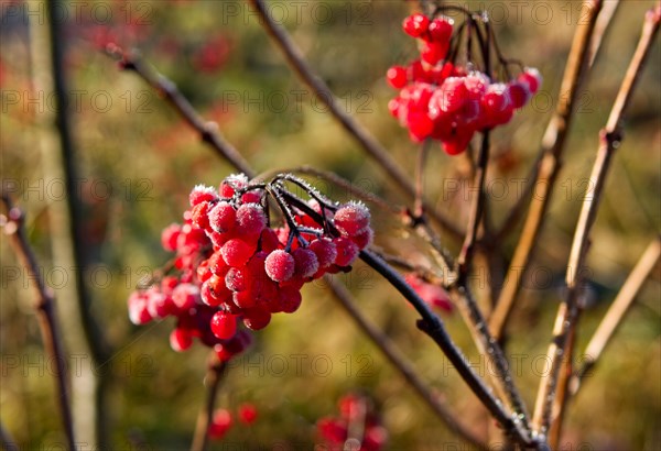 Guelder rose